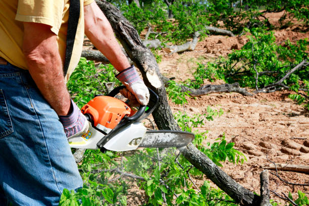 Best Emergency Tree Service  in USA